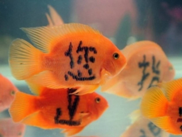 Κάνουν τατουάζ σε χρυσόψαρα για να τους φέρουν τύχη!