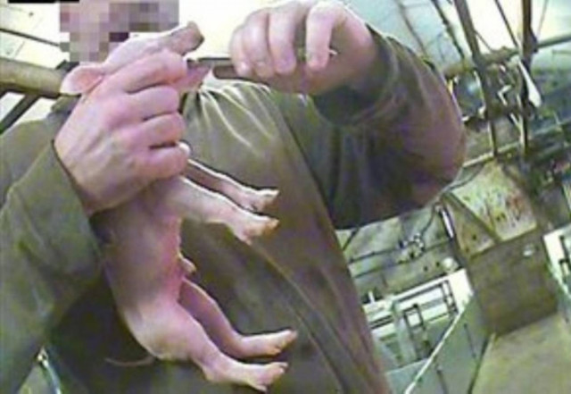 Mεσαιωνικές πρακτικές χρησιμοποιούν κτηνοτρόφοι στη Βρετανία