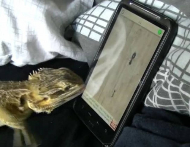 Ιγκουάνα παίζει παιχνίδια στο κινητό