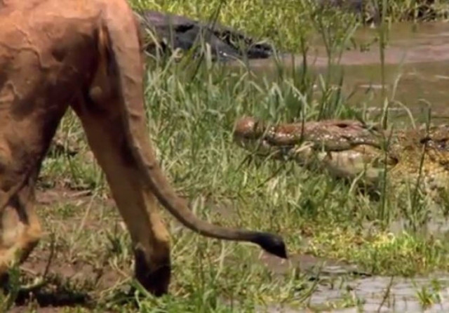 Λιοντάρι εναντίον κροκόδειλου