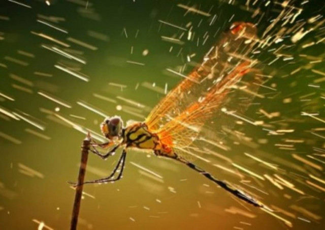 Η καλύτερη φωτογραφία του 2011