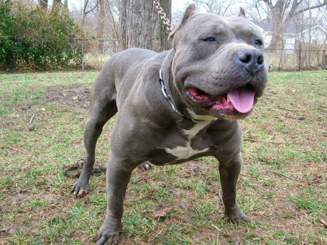 Πάτρα: Σκύλος επιτέθηκε σε αστυνομικούς