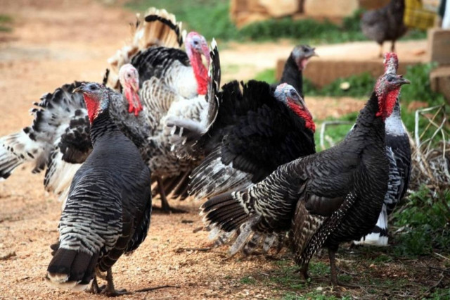 «Μάδησαν» ακόμα και γαλοπούλες
