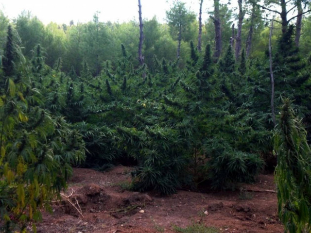 Διαφήμιζε χασισοφυτεία στο ίντερνετ!