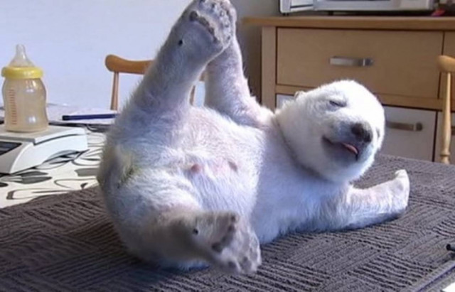 Ο Σίκου, το αρκουδάκι που λάτρεψε το Διαδίκτυο