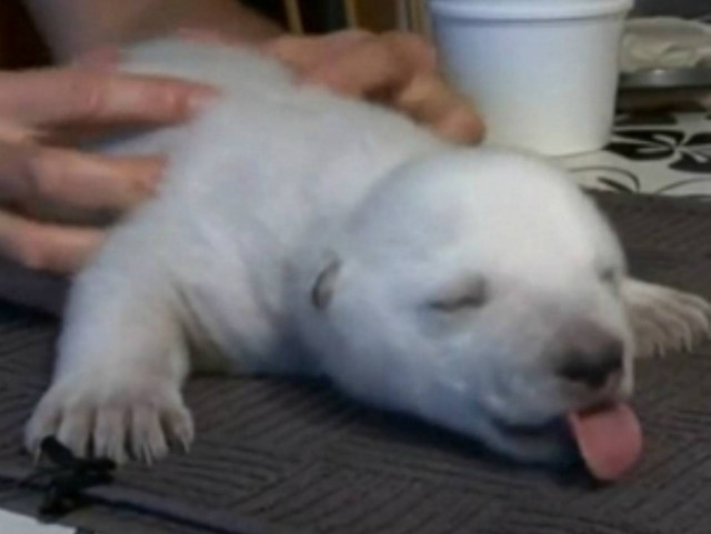 Η πιο γλυκιά νεογέννητη εγκαταλελειμμένη πολική αρκούδα