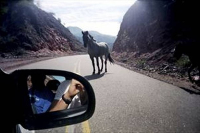 Άλογα στην εθνική οδό Χανίων-Ρεθύμνου!