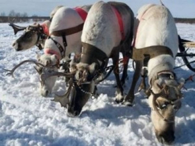 Ζεστά Χριστούγεννα στον Καναδά!