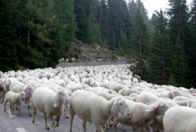 Τον συνέλαβαν για ζωοκλοπή