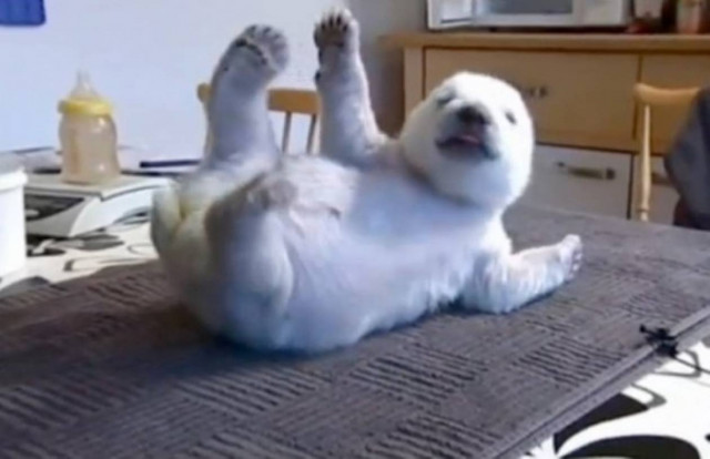 Σίκου, η πολική αρκούδα που τρέφεται με μπιμπερό…