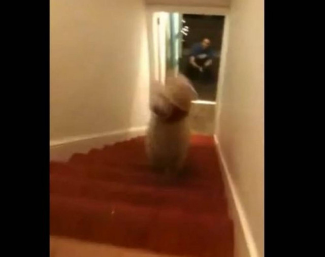 Ο σκύλος που κατεβαίνει τις σκάλες με τα δυο πόδια