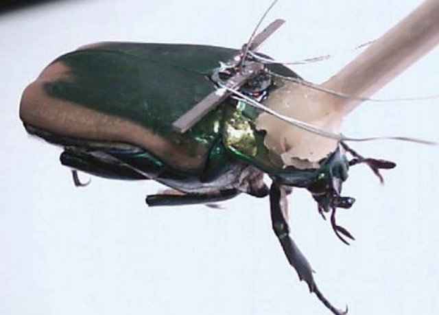 Ηλεκτρονικό σκαθάρι θα σώζει ζωές