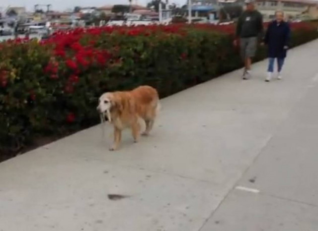 Ένας ανεξάρτητος σκύλος