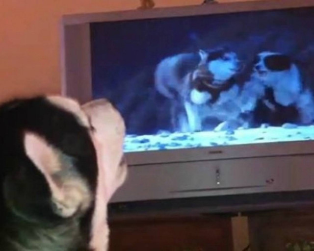 Σκύλος γαυγίζει την ώρα της ταινίας για συμπαράσταση