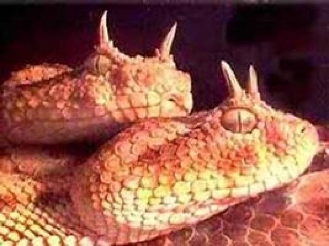 Συνελήφθη τη στιγμή που έβαζε στο αεροπλάνο βαλίτσα με 247 ερπετά!