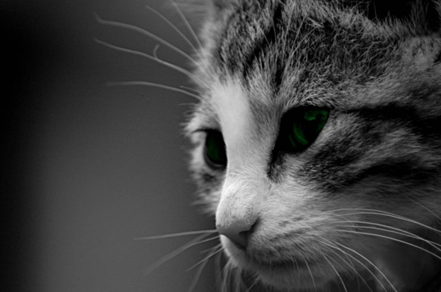 Οι γάτες θέλουν χάδια αλλά φέρνουν αλλεργίες…