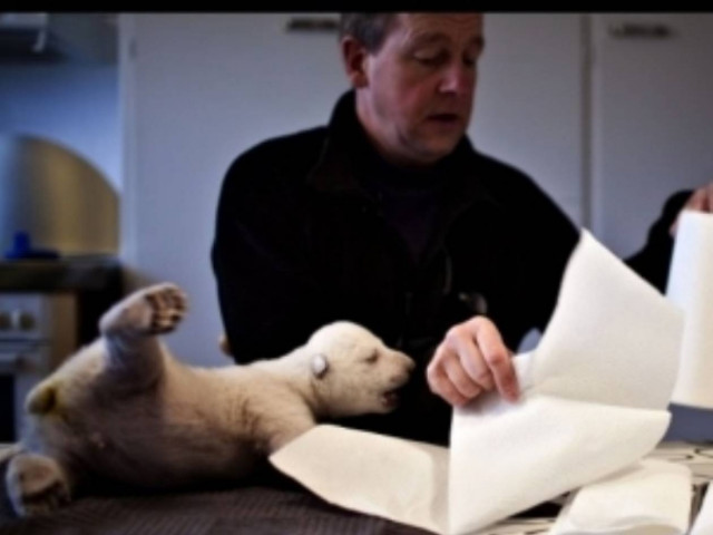 Η ορφανή πολική αρκουδίτσα σε νέες περιπέτειες