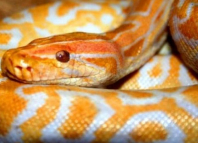 Διακινούσε είδη υπό εξαφάνιση