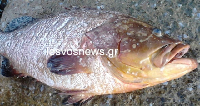 Έπιασαν με πετονιά ροφό 12 κιλά!