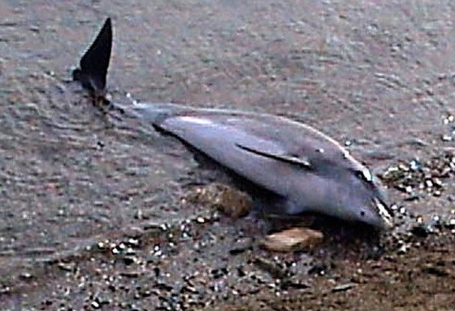 Νεκρά δελφίνια και χελώνες στις ελληνικές θάλασσες