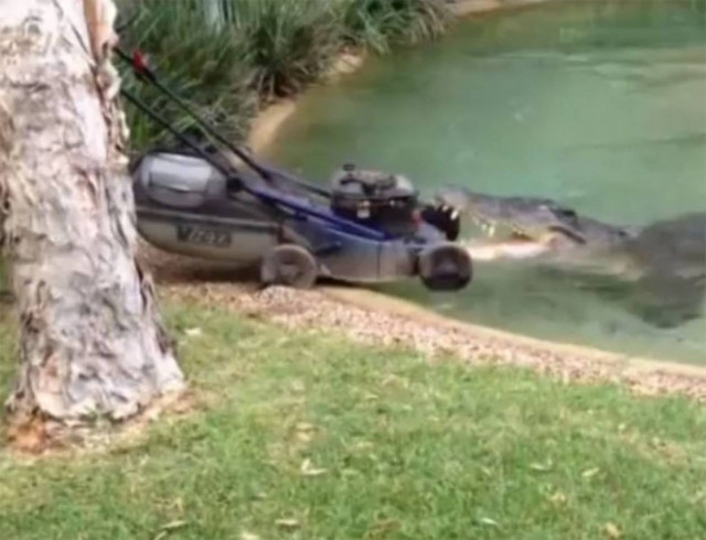 Κροκόδειλος ερωτεύτηκε …μηχανή του γκαζόν!