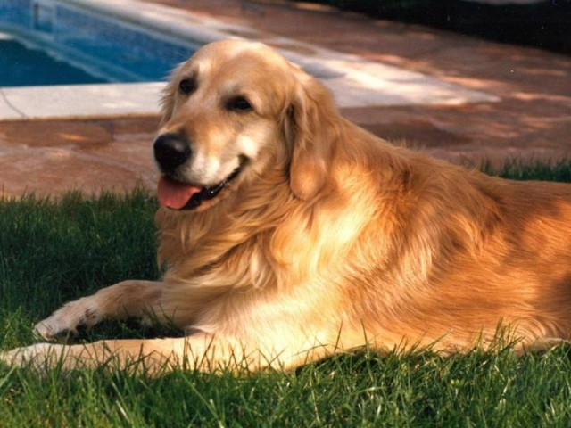 Προβλέπουν οι σκύλοι τους σεισμούς;