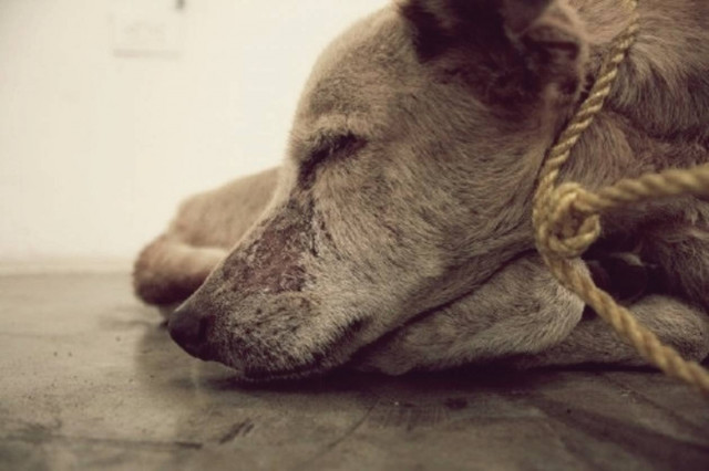 Πύργος: Άνδρας πυροβολεί αδέσποτα