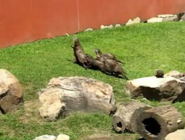 Το κυνήγι της Πεταλούδας