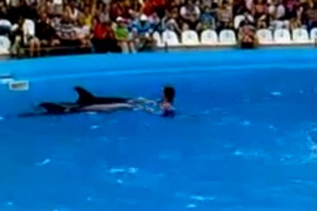 Σόου με δελφίνια και ανθρώπους