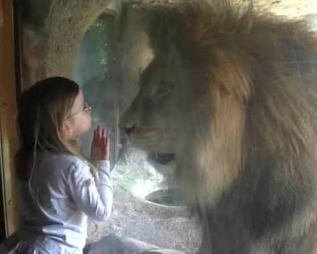 Όταν ένα 3χρονο κοριτσάκι έρχεται αντιμέτωπο με ένα λιοντάρι