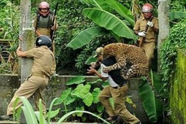 Λεοπάρδαλη εισέβαλε σε σπίτι και τραυμάτισε ανθρώπους!