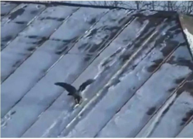 To πιο extreme κοράκι!