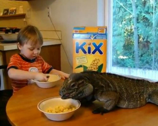 Ιγκουάνα γίγας τρώει το… πρωινό μιας 2χρονης!