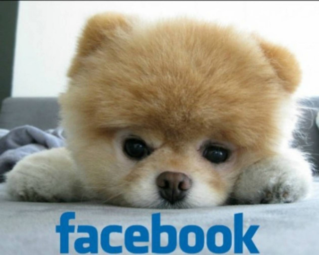 Ο δικός σου σκύλος έχει profile στο Facebook