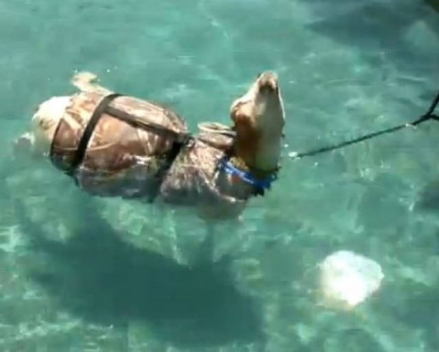 Η κατσίκα που...κολυμπάει