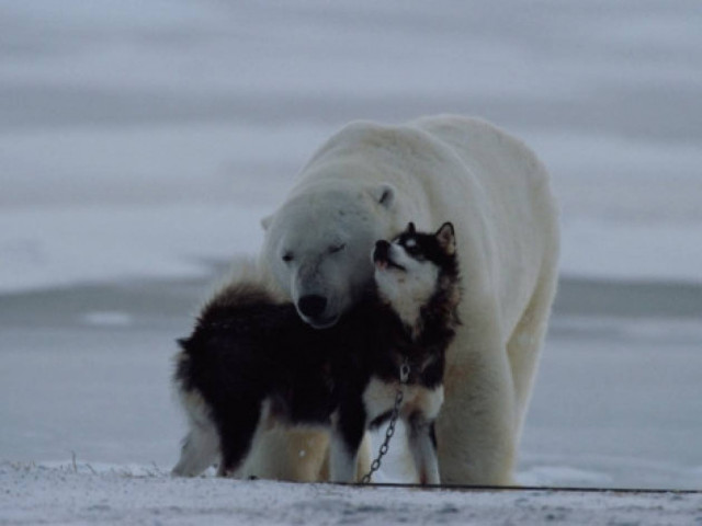 Η ιδιαίτερη φιλία μιας αρκούδας με έναν σκύλο
