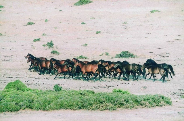 Σε κίνδυνο τα «άγρια» άλογα του Πεταλά!