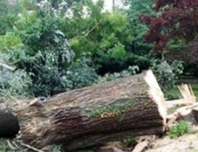 Tρίκαλα:  Καταπλάκωθηκε από δέντρο