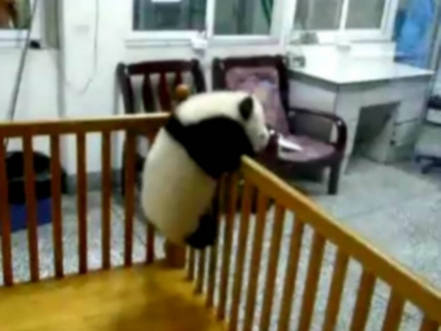 Η μεγάλη απόδραση ενός μωρού πάντα!