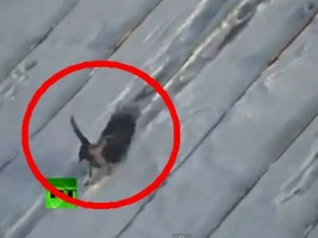 Κοράκι κάνει… «snowboarding»!