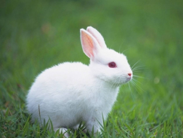 Ζωηρό κουνέλι αναστατώνει ιπποδρομίες στην Αυστραλία!