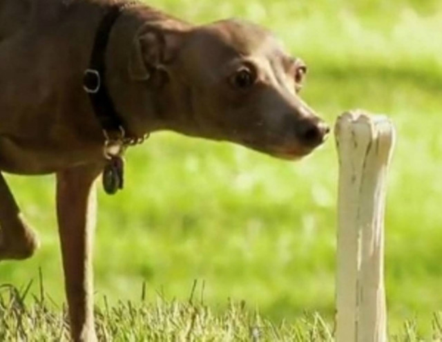 Φάρσα σε σκύλο έχεις δει; Να η ευκαιρία!