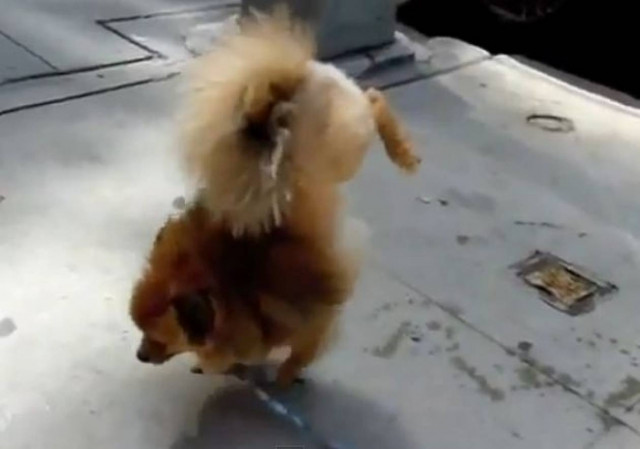 Ένας αστείος σκύλος