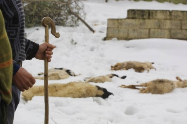 Πεθαίνουν από το ψύχος τα ζώα στη Δυτική Μακεδονία!