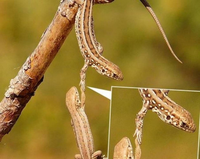 Η μια σαύρα βοηθά την άλλη να μην πέσει