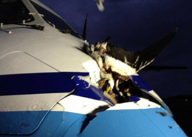 Άλμπατρος παραλίγο να ρίξει αεροσκάφος