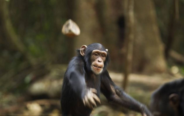 Της πέταξε πέτρα και την τιμώρησε