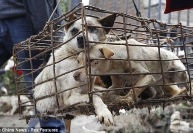 Κίνα: 1.500 σκυλιά σώθηκαν λίγο πριν γίνουν γεύμα