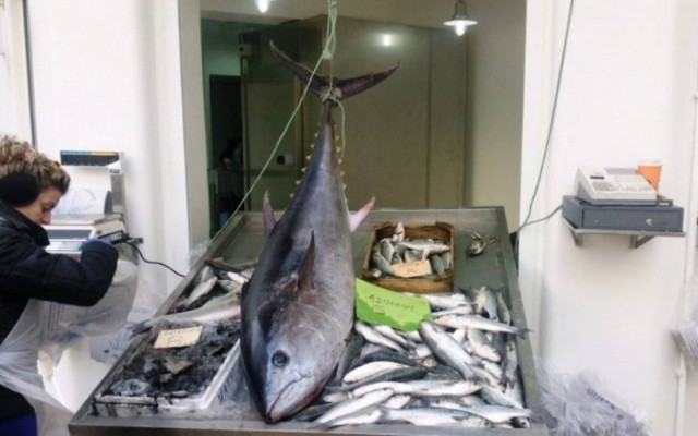 Ψάρι 62 κιλών στο Μαλιακό