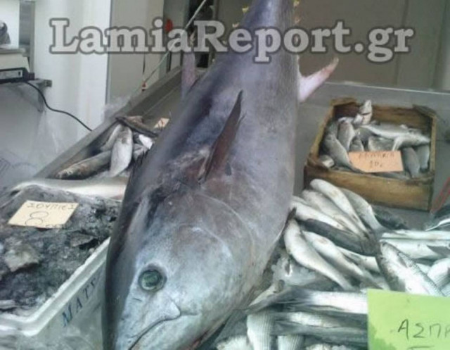 Αστυνομικός «συνέλαβε»  τόνο 62 κιλών…